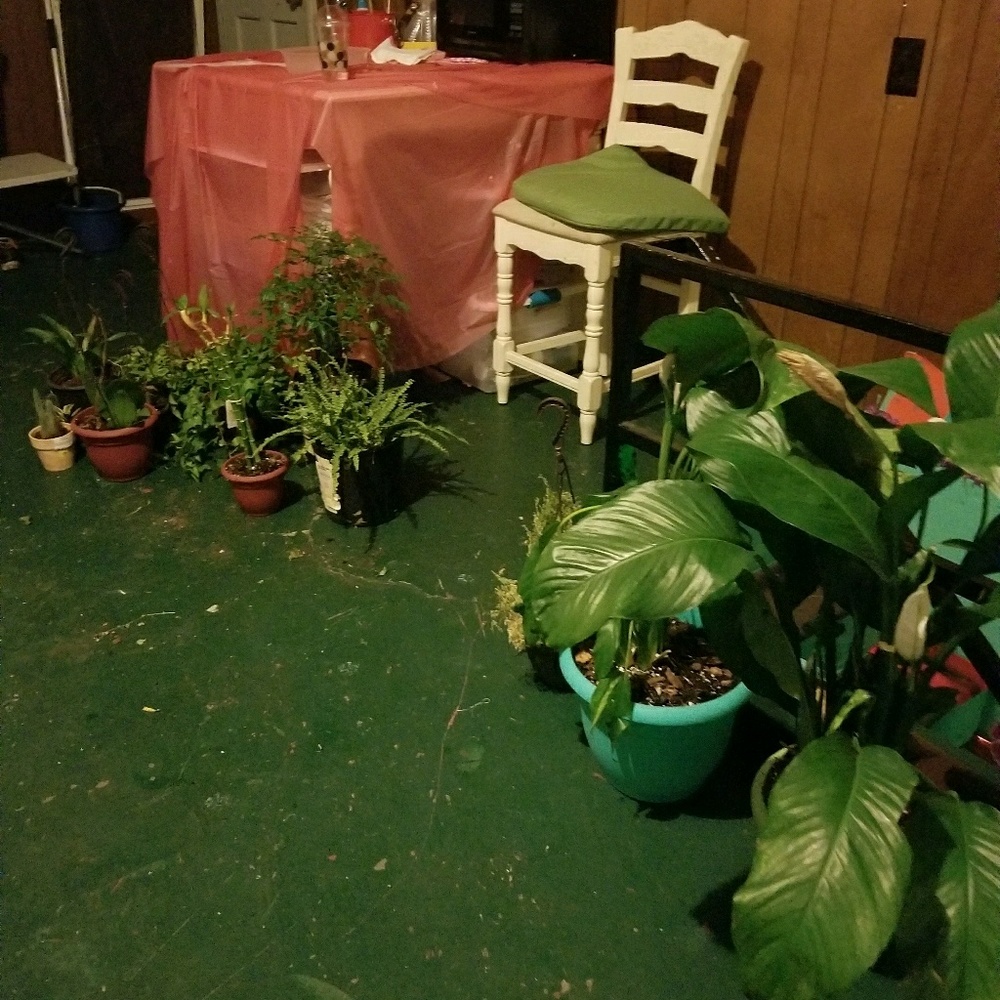 Meet your Posher, Chiquita